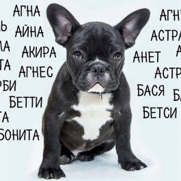 Выбор красивой и звучной клички.