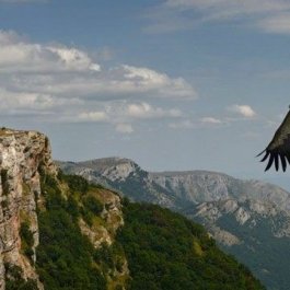 ​Статуе орла